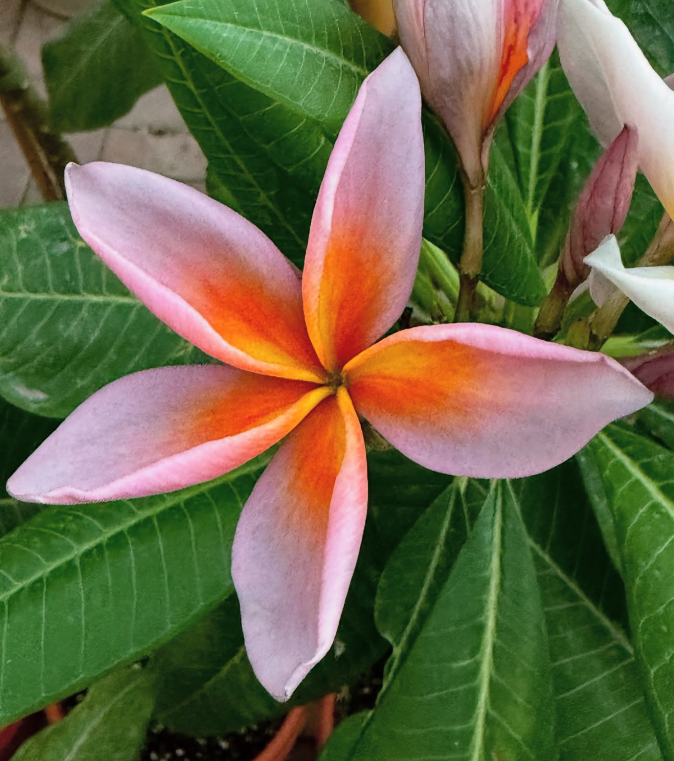 plumeria ページ Shangra La Plumeria aka J85