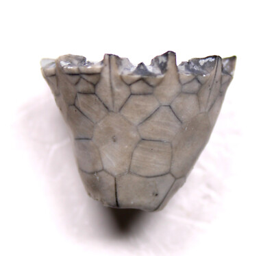 Pro Prep Eucalyptocrinites crassus Silurian Crinoid Waldron Shale Indiana Fossil