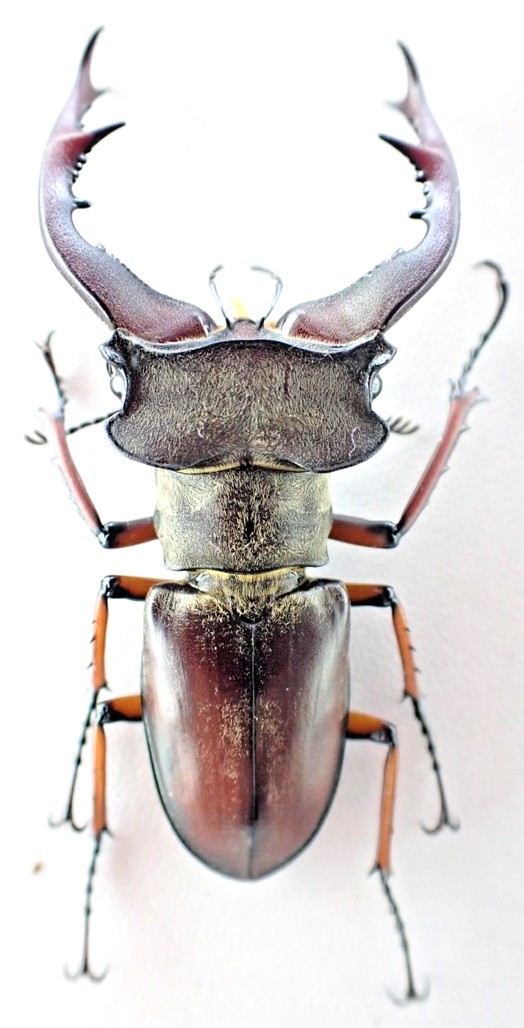 Ｌucanus cervus  judaicus 雄74㍉野外品 Lucanus cervus judaicus 雄74㍉野外品