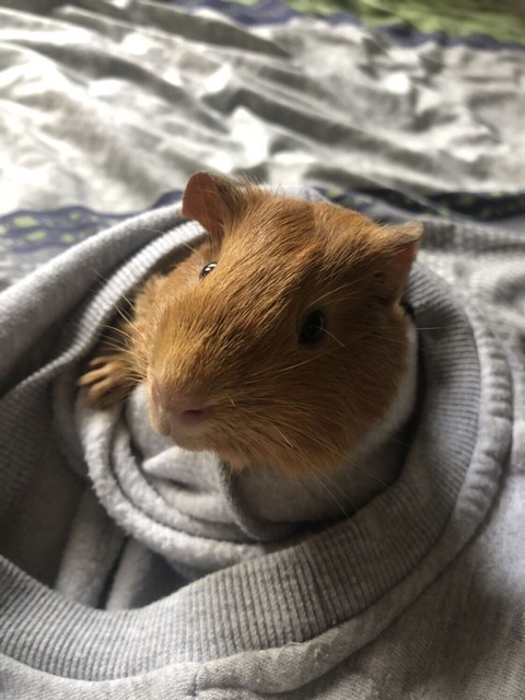 MALE Guinea pig for sale 5 months old | Other Pets ...
