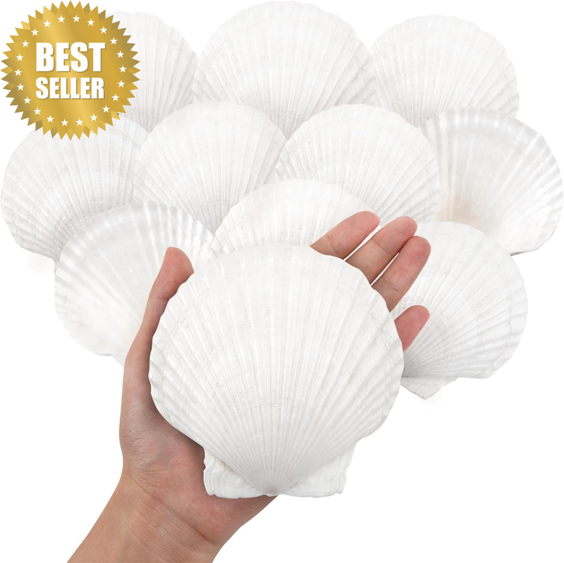 10PCS Large Natural Scallop Shells 4''-5'' - White Seashells for Crafts, DIY Pai