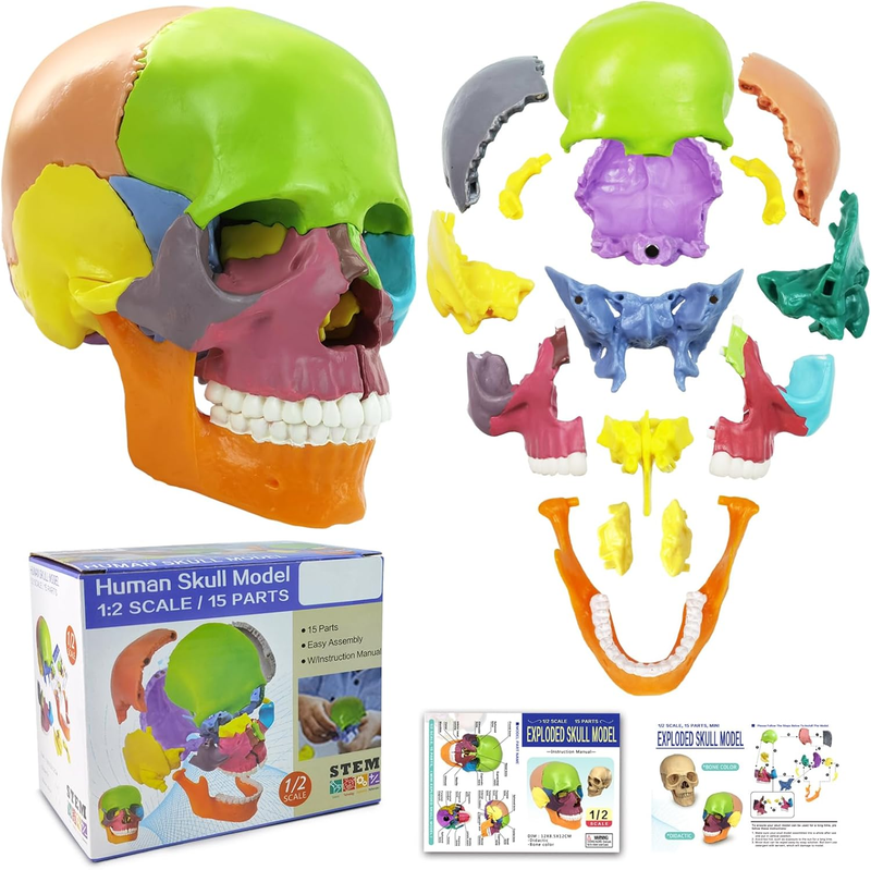 New Anatomy Skull Model 15 Parts Human Anatomy Exploded Skull Detachable Palm-Si