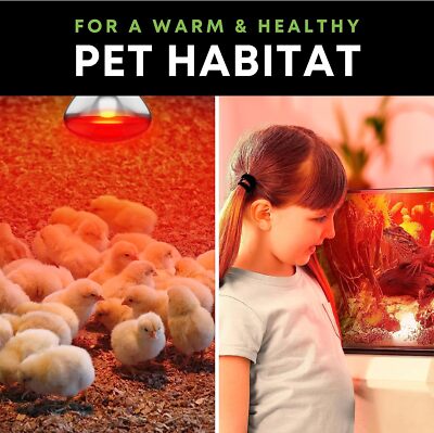 2 Pack 250W Watt Infrared Brooder Chicken Coop Hen Red Heat Lamp R40 Medium E26