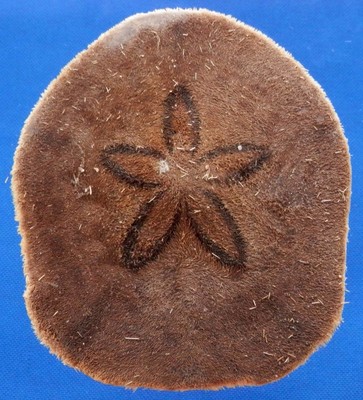 b66-56908 sand dollar- clypeaster latissimus, 130 mm