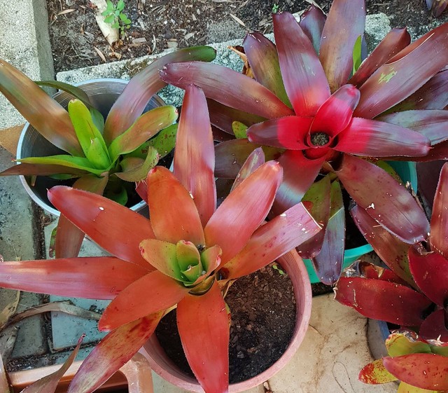Bromeliads for sale Plants Gumtree Australia Stirling