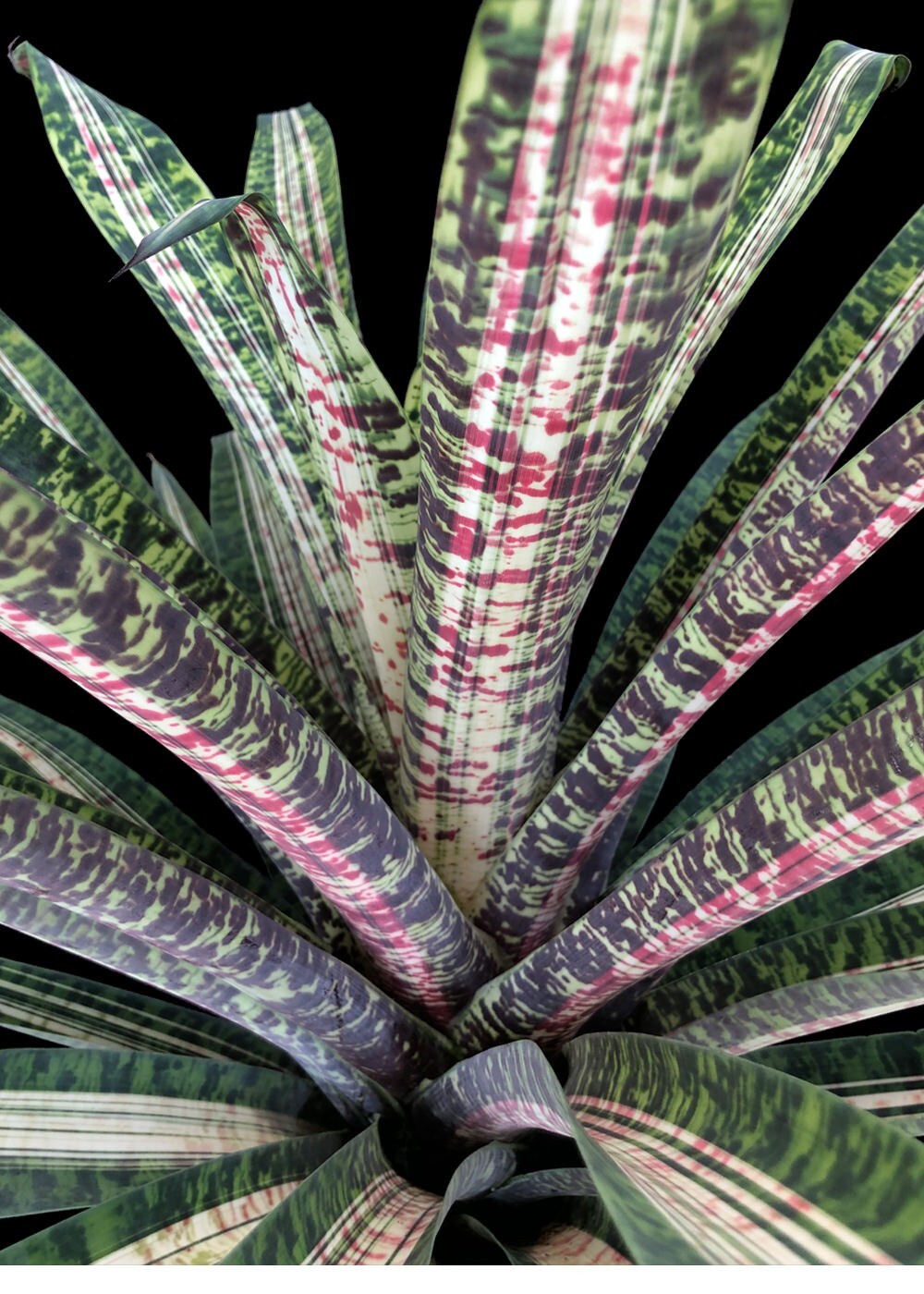 ブロメリア・エアープランツ Vriesea Smudge Grub Bromelia