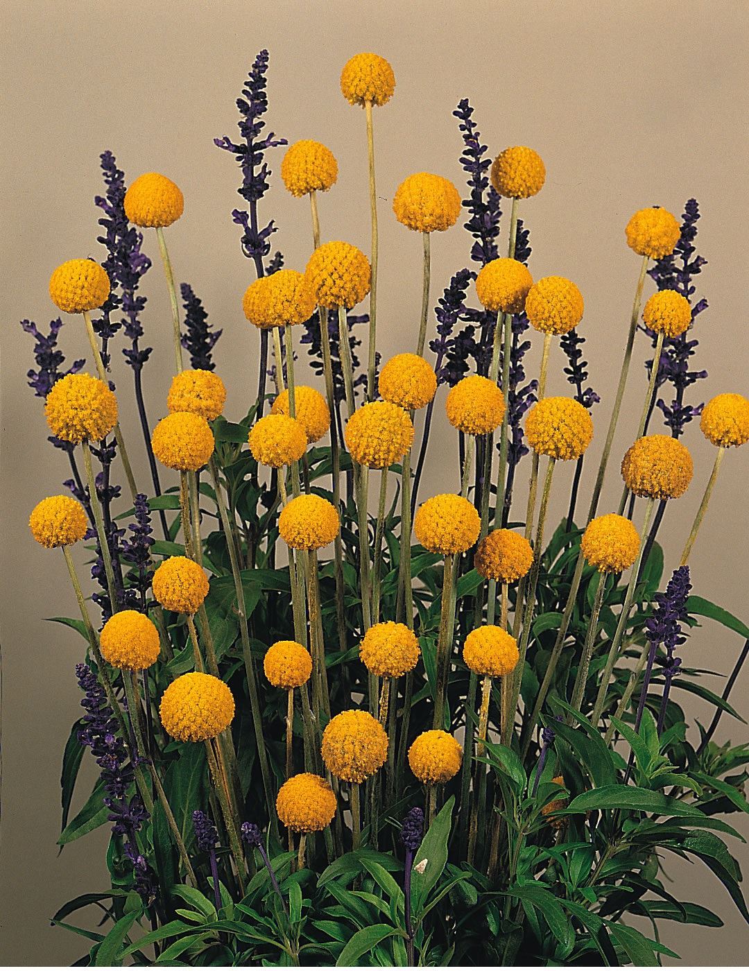 FleurCraspedia globosapilon 100 graines eBay