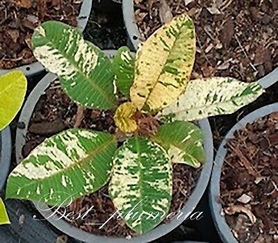 Plumeria Variegated /Plants/'' 1 Cutting'' / Drang MAYA 10-12 inches Collect RARE