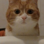furettofuretto