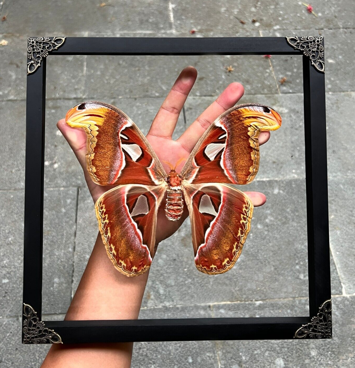 Entomology Decor Real Atlas Moth Framed Real Butterfly Taxidermy Art Decor
