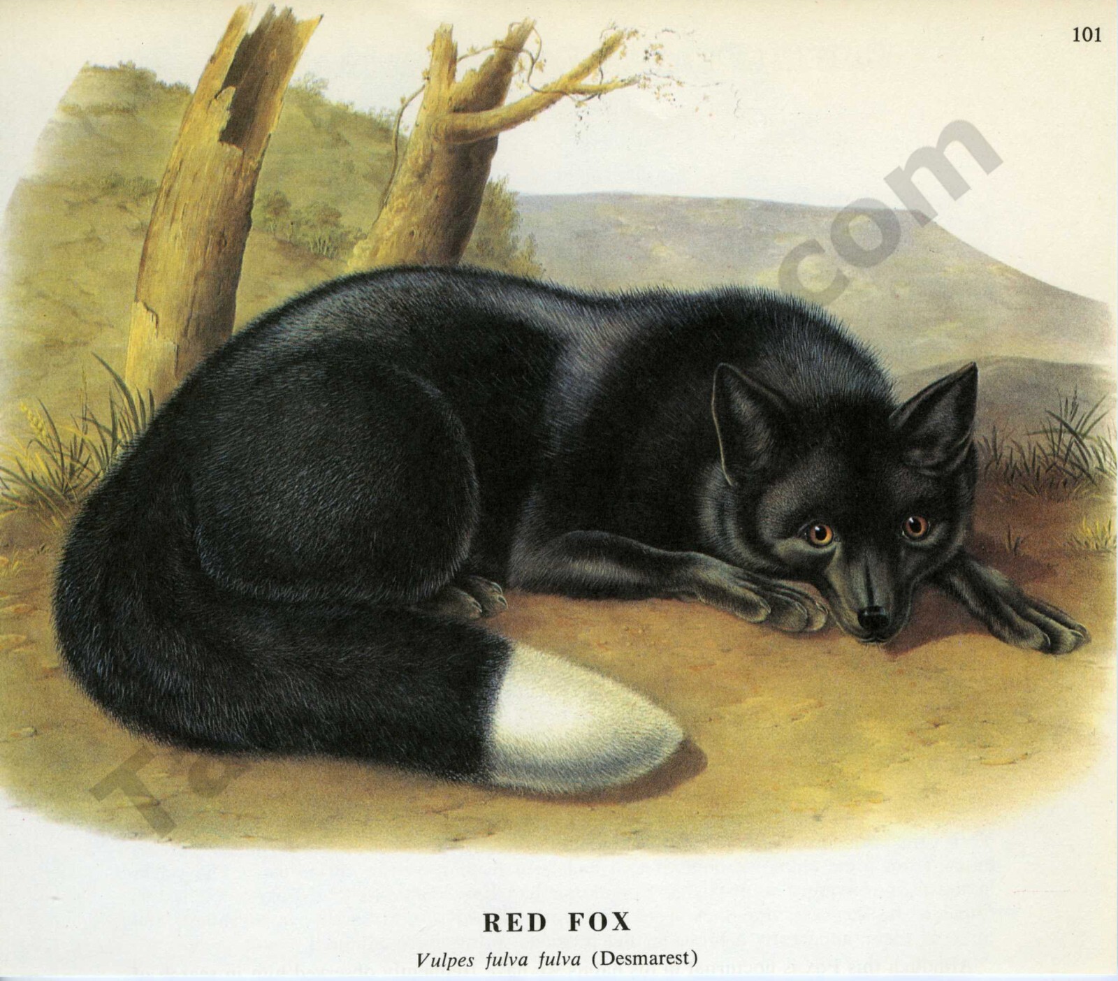 John Woodhouse Audubon、「WOOD RAT」 John Woodhouse Audubon、「WOOD RAT」 1968 John James & John