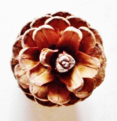 30 PINE CONES FRESH (NO GREY)   FLAT BOTTOM WEDDING PINE CONES  2''  - 3.5