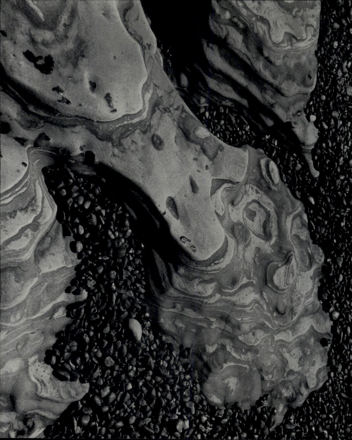 Edward Weston 写真集 Amazon.com: Edward Weston (Multilingual Edition