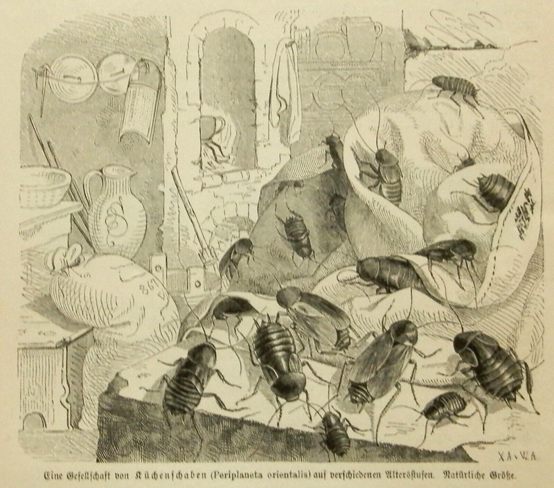 KÃ¼Chenschaben Kakerlaken Verschiedene Altersstufen Holzstich Von 1895 Insekten