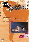 Loricariidae - The Most Beautiful L-numbers (AQUALOG Special)
