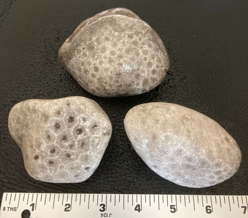 3pc Large Michigan Petoskey Stones Hexagonaria Fossils -Beautiful Patterns 2.5LB