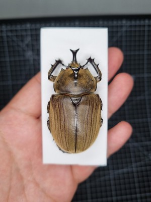 Dynastinae Megasoma Anubis 58mm A1 From BRAZIL  