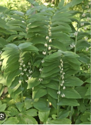 10 True Solomonseal Plant Bare Root Polygonatum Biflorum Seal Plant Transplant
