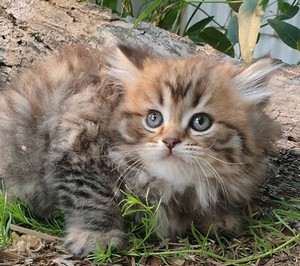 Scottish Folds And Shorthairs Inc Several Silver Shaded Kittens Cats