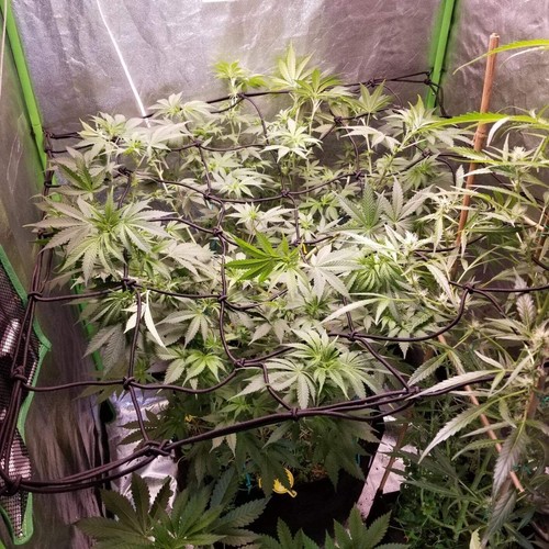 VIVOSUN 2x4'/3x3'/4x4' Elastic Trellis Netting 3mm thick for Grow Tent Gardening