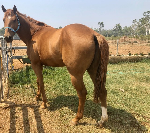 Quarter horse Horses & Ponies Gumtree Australia Tablelands