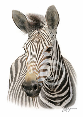 絵画 Zebrappy $_1.JPG?set_id=8800005007