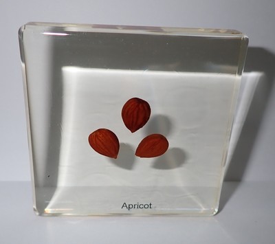 Apricot Seed in 75 mm Amber Clear Square Lucite Slide Education Specimen SS75A