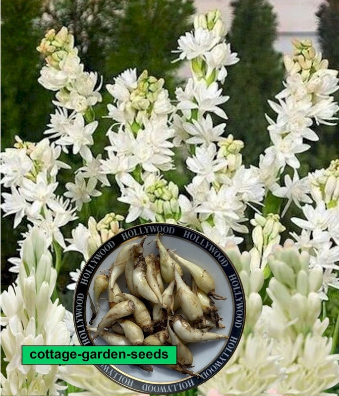 Tuberose: Tuberosa 'The Pearl' (Small Size) -  5 X Bulblets