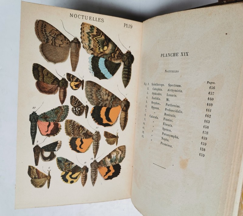 Histoire Naturelle De La France - Papillons - Par Berce - E.O. 1886