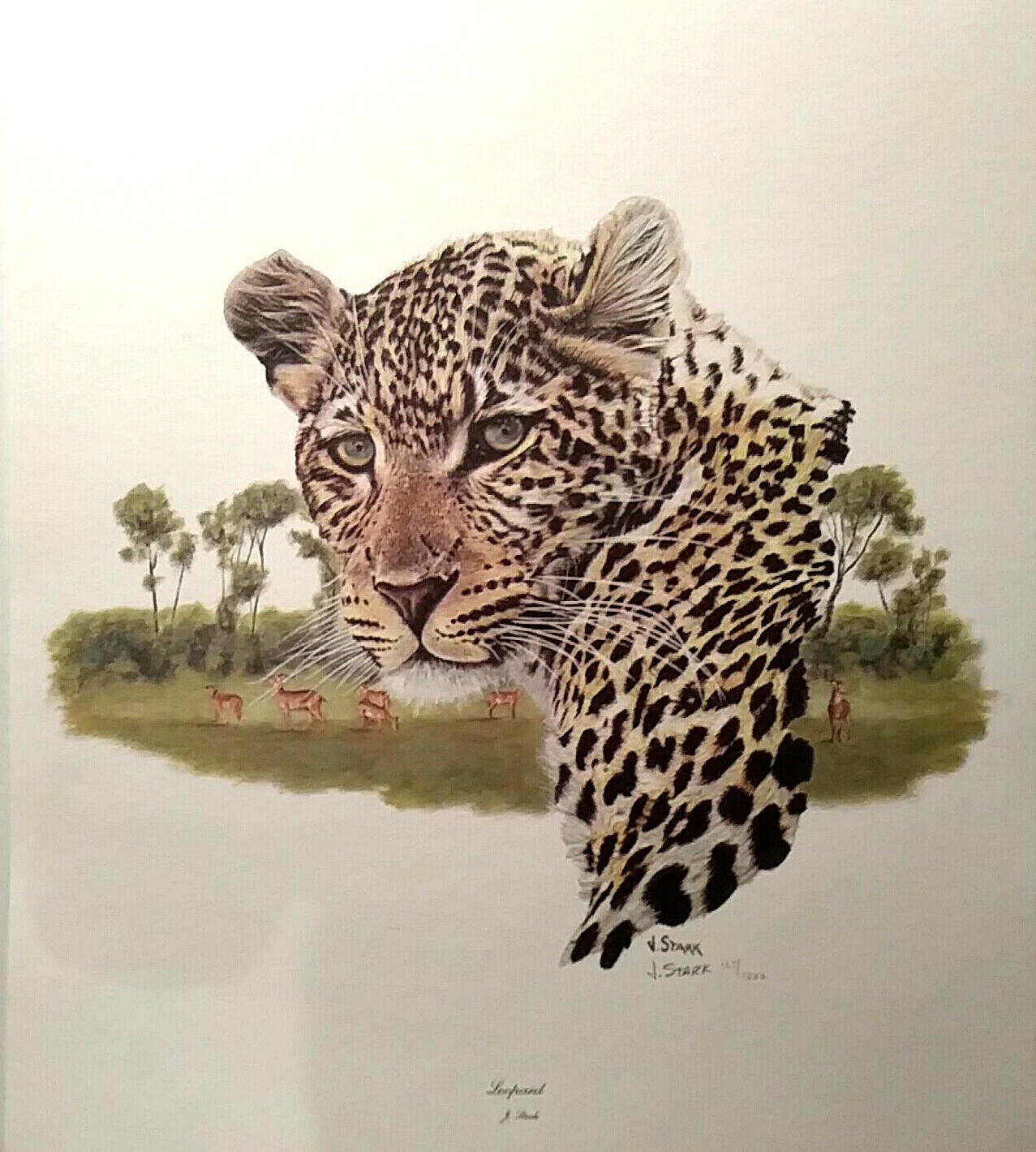 LEOPARD PRINT BY J. STARK, S/N LTD. ED. #129 1977 18x21