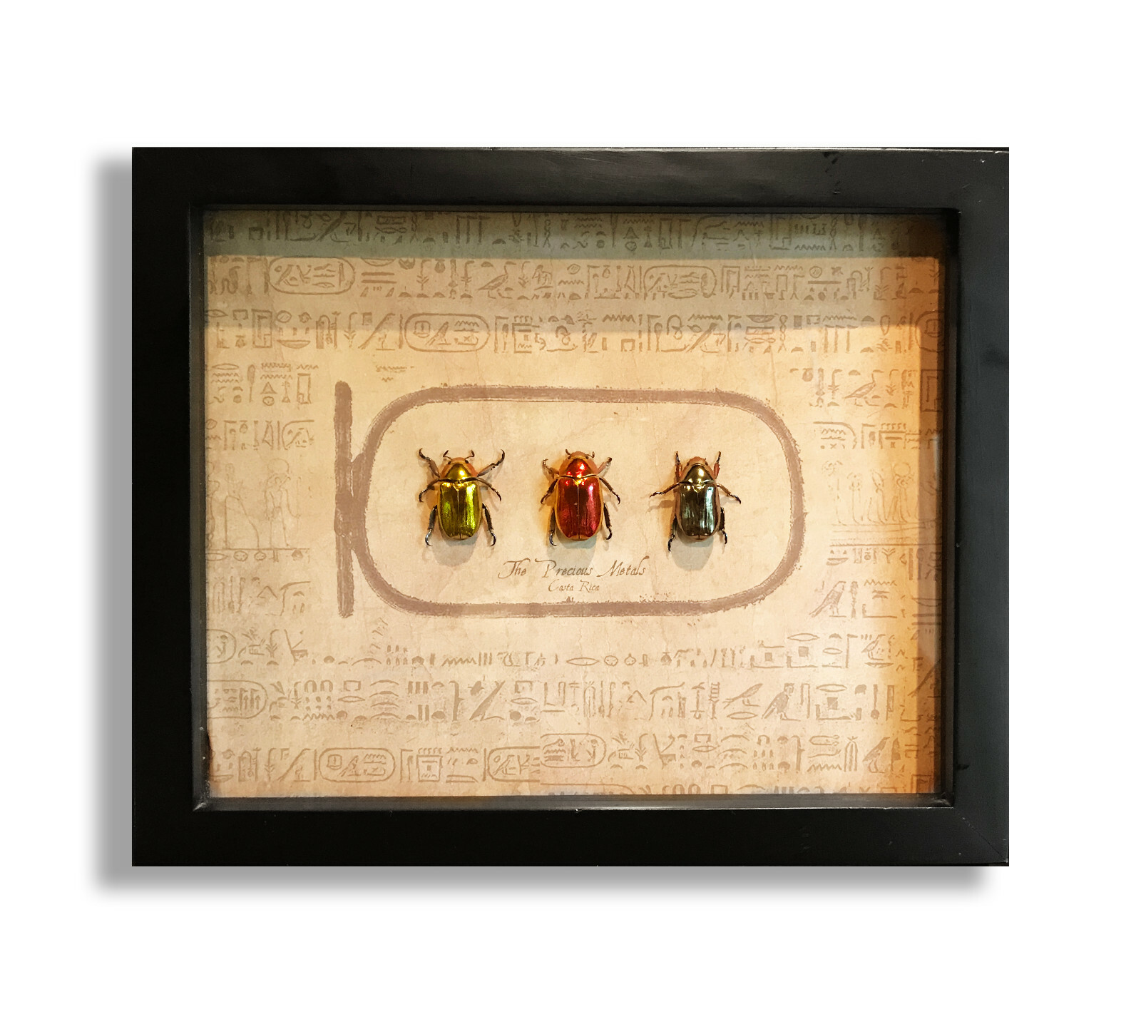標本 chrysina argentina 標本 chrysina argentina Generic Guide to New World Scarab