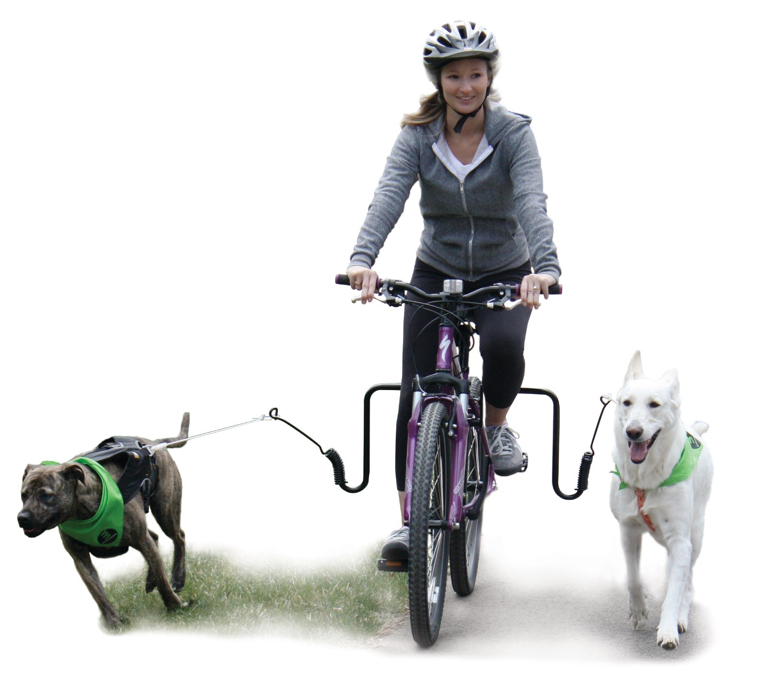 springer dog bike leash