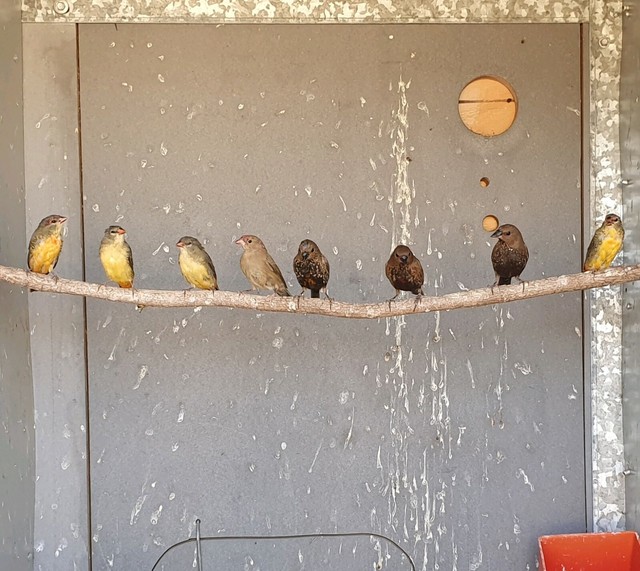 Young finches Birds Gumtree Australia Inverell Area Ashford 1238749784