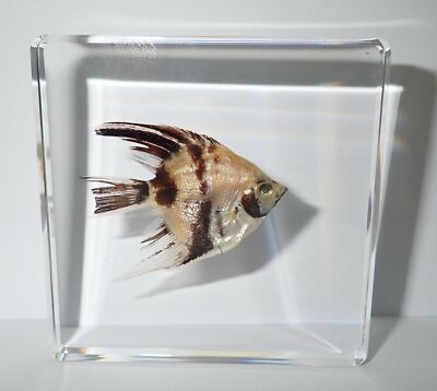 ANGEL FISH in 75x75x10 mm Clear Square Slide Education Specimen