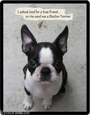  Boston Terrier True Friend Refrigerator Magnet  