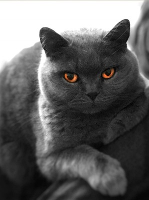 Antyki I Sztuka British Shorthair Blue Cat Aceo Print Orange Eyes