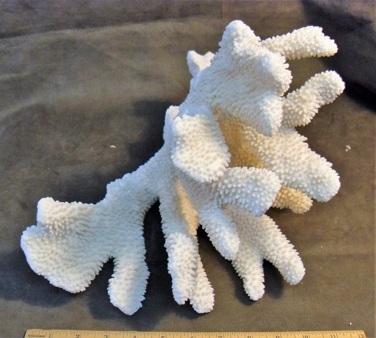 Huge Cat's Paw Coral Piece
