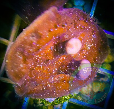 SAF~Blue Ridge Coral  WYSIWYG , SPS, Live Coral Colony, Acro, Monti, Leather