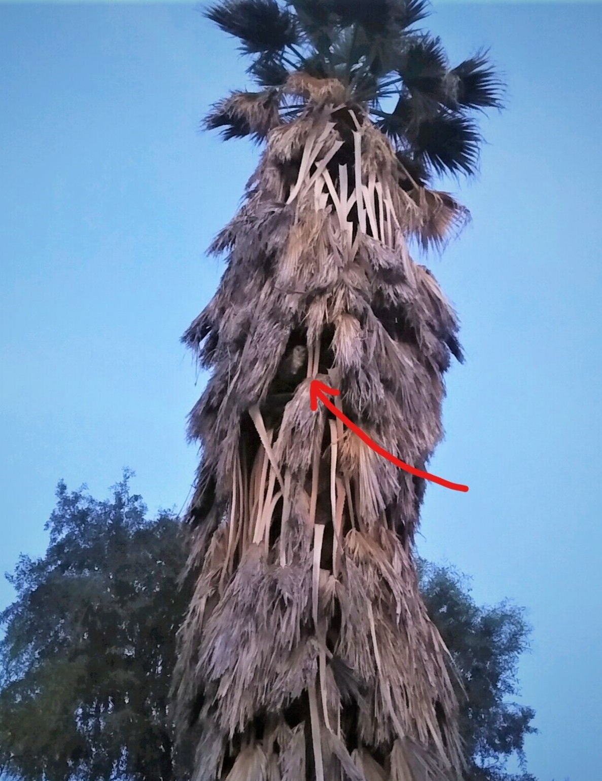30 to 35 Owl Pellet Bones in a Small Glass Jar and a Bone Identification Chart.