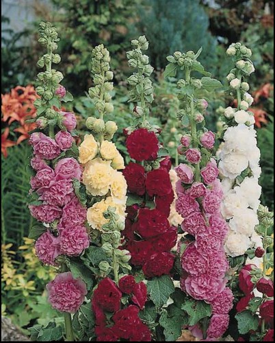 ショーンジャンセン／カリフォルニア／5'9／HollySmoke 100+ SEEDS Hollyhock Double Chater's Summer Carnival Mix