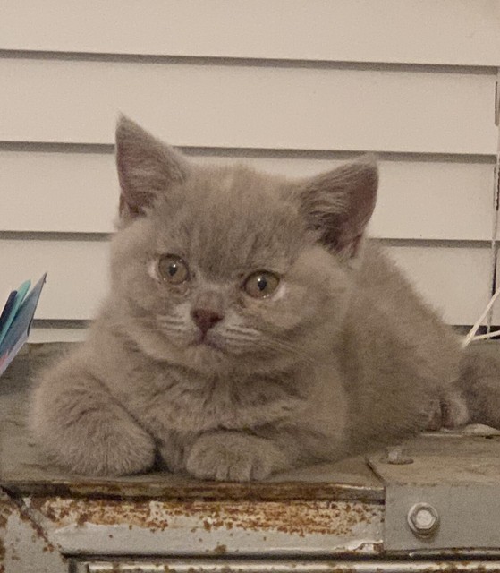 Female Lilac Tortie British Shorthair Cats Kittens Gumtree