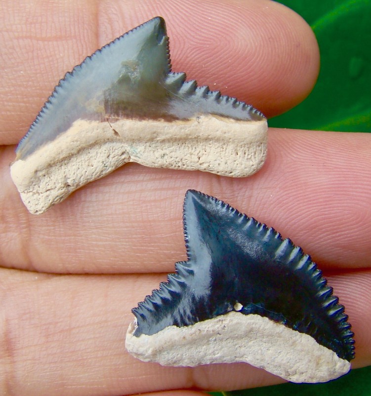 Two Extinct Tiger Shark Teeth Real Fossils Rare Galeocerdo Mayumbensis Ebay