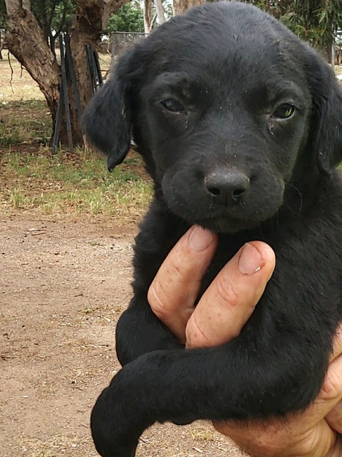 flat coated retriever gumtree