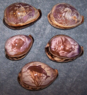 Hand Carved Etched Tiger Cowrie Shells Lot  of  5 Nautical Theme