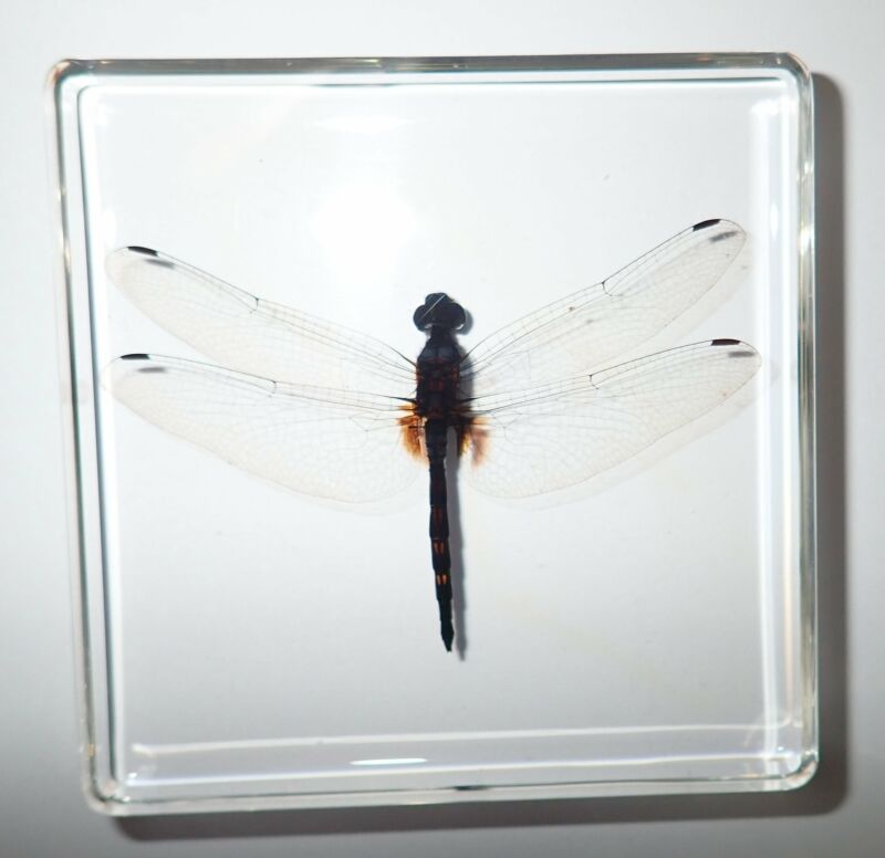 Scarlet Skimmer Dragonfly in 75x75x10 mm Clear Square Slide Education Specimen