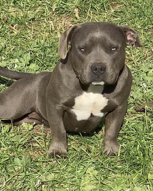 6 month old Pocket American Bully Female | Dogs & Puppies | Gumtree