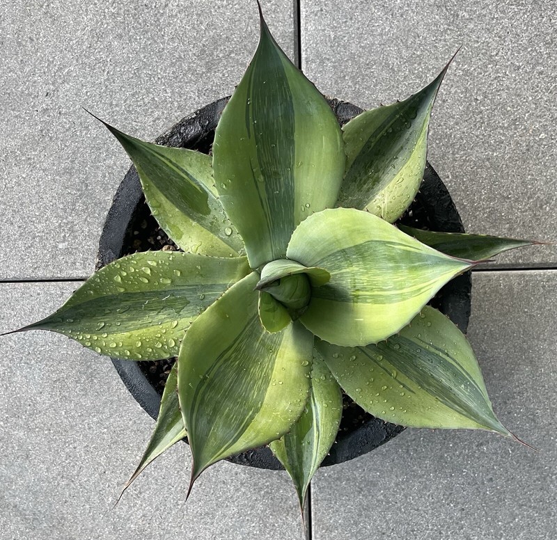 Agave Ovatifolia Killer 1 Rare Variegated