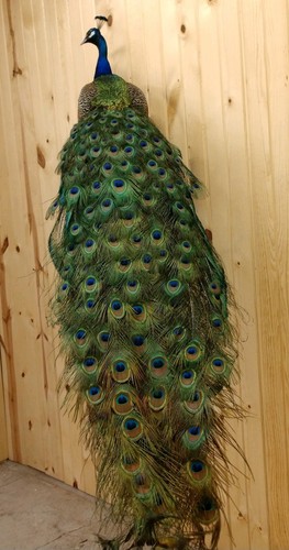 BEAUTIFUL PEACOCK BIRD MOUNT TAXIDERMY ANTLERS PHEASANT PARTRIDGE CABIN