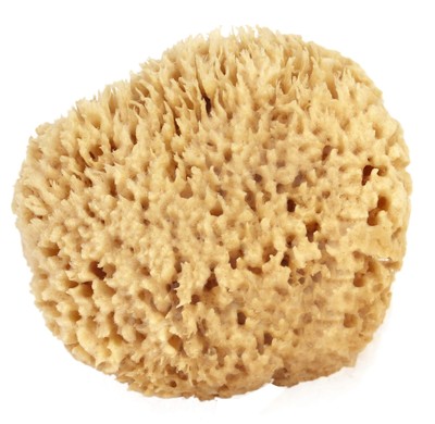 Sea Wool Sponge 5-6'' (Large) by   Natural Renewable Resource, Esponja for Exf...