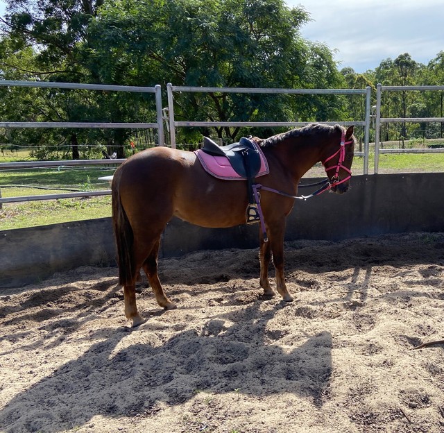Leading Rein/First Ridden prospect Horses & Ponies Gumtree